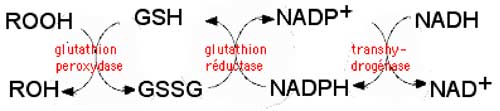 couples redox interdépendants