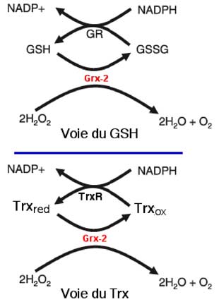 Système de la Grx