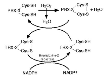 activité de la peroxyrédoxine