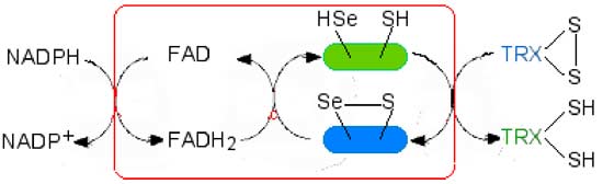 Système Trx-Trxréductase