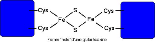 hologlutarédoxine