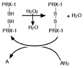 peroxyrédoxine