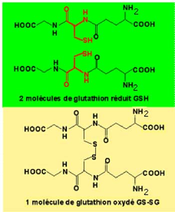 GSH rédit et oxydé