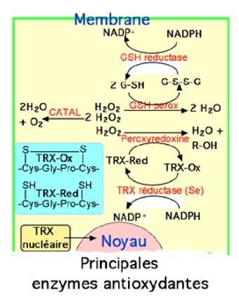 enzymes antioxydantes de la mitochondrie