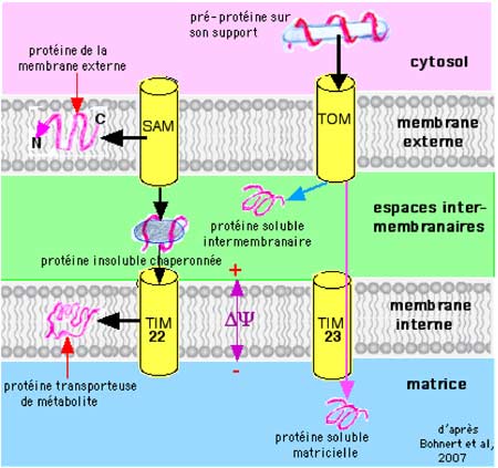 transport des protéines