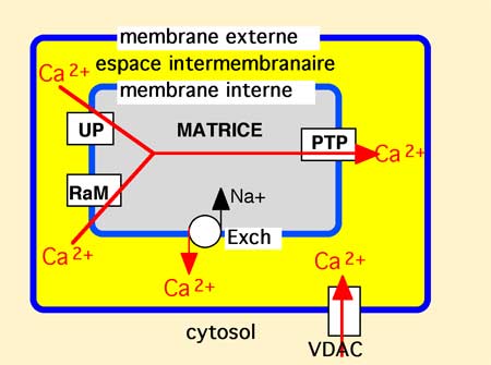 circulation du calcium