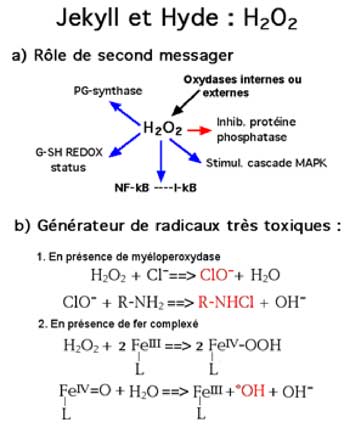 rôle du peroxyde d'hydrogène