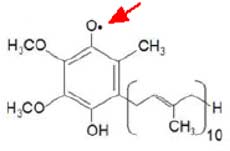 radical semiquinone