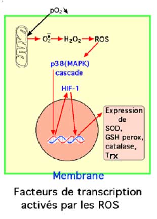 mito et facteurs de transcription