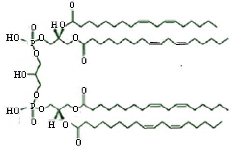 cardiolipine