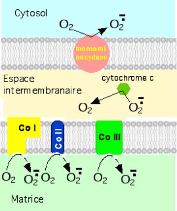 production de l'anion superoxyde