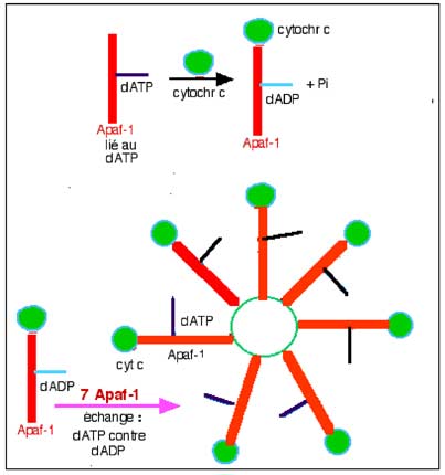 apoptosome