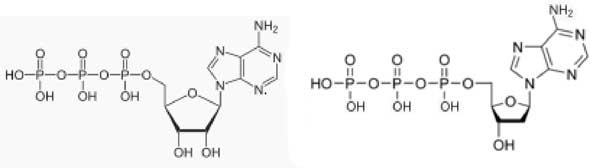 ATP et désoxyATP