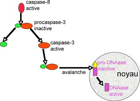 cascade des caspases