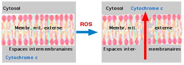 déchirure membranaire