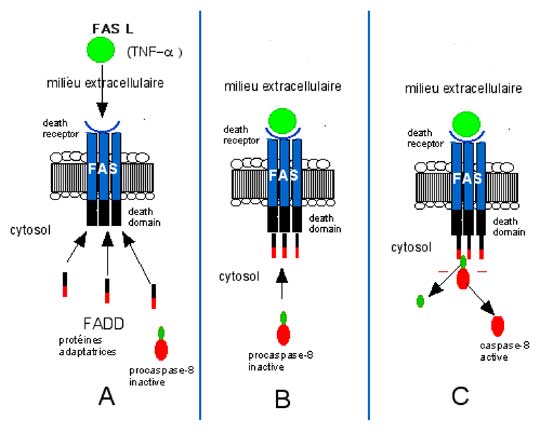 apoptose extrinsèque