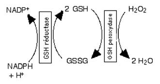 système GPx-GPxR