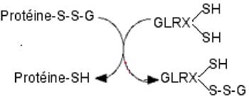 déglutathionylation