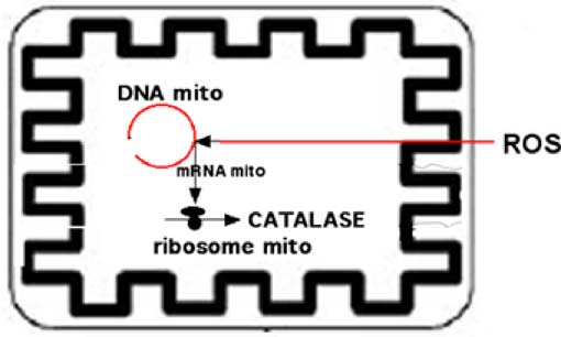 catalase mitochondriale