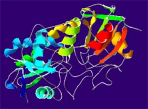 Structure de la GPx