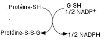 glutathionylation