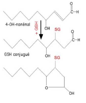 conjugaison