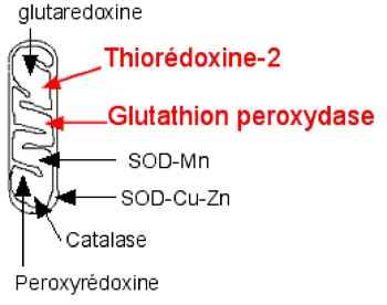 enzymes antioxydantes mitochondriales