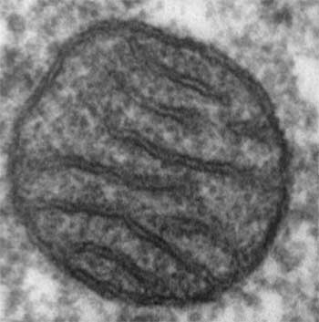 mitochondrie microsc electronique