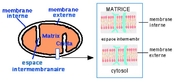 structure de la mitochondrie