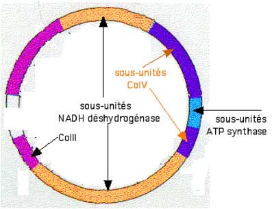 dna mitochondrial