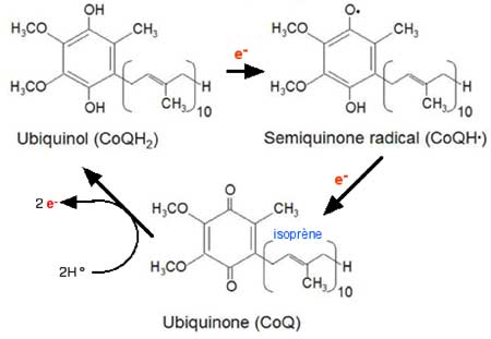oxydo-réduction de l'ubiquinone