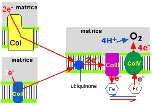 chemin des électrons