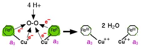 réduction de l'oxygène