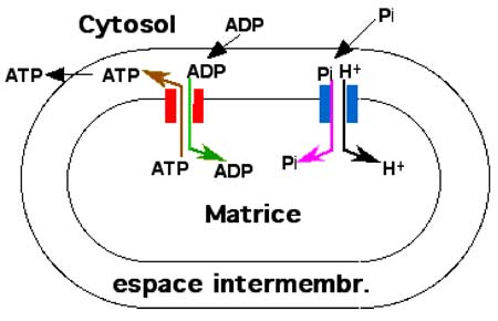 transport ATP-ADP