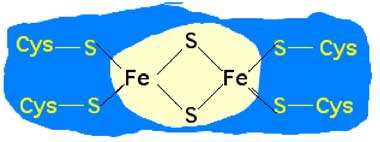 protéine 2Fe-2S