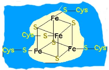 protéine 4Fe-4S