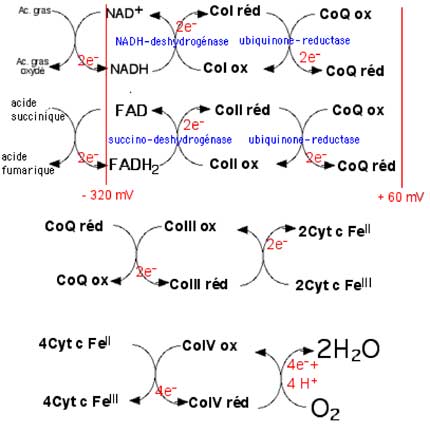 schéma général des oxydo-réductions