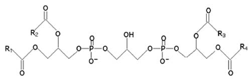 cardiolipine