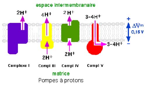 pompe à protons