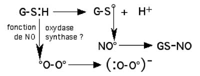 fonction oxydase de NOS