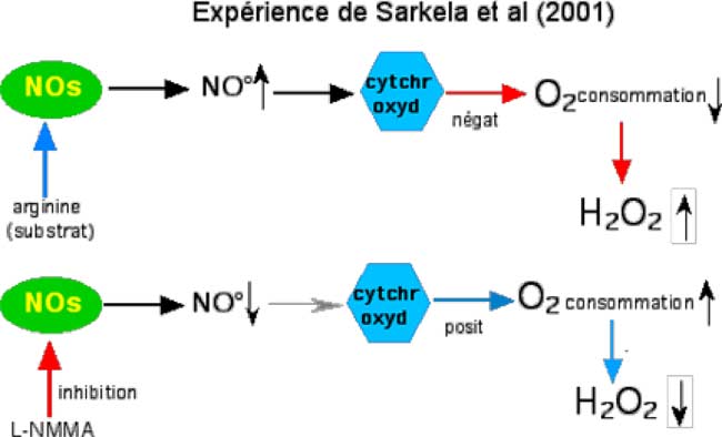 expérience de Sarkela