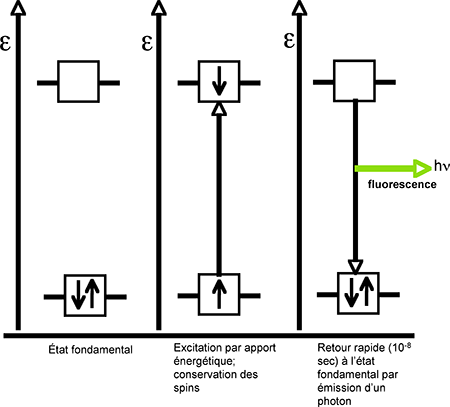 mécanisme de la fluorescence