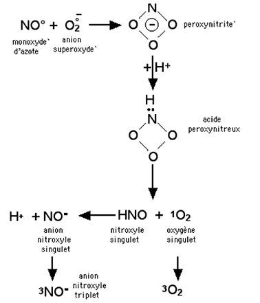 production d'oxygène singulet par décomposition des peroxydes organiques