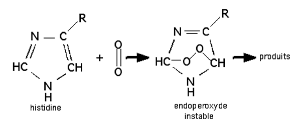 réaction de l'oxygène singulet avec l'histidine