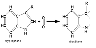 rééaction de l'oxygène singulet avec le tryptophane