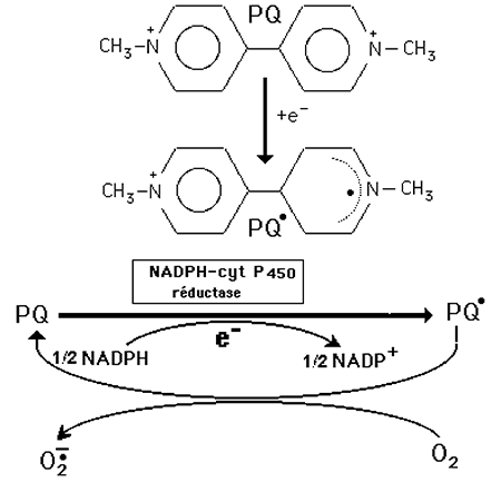 toxicité du paraquat