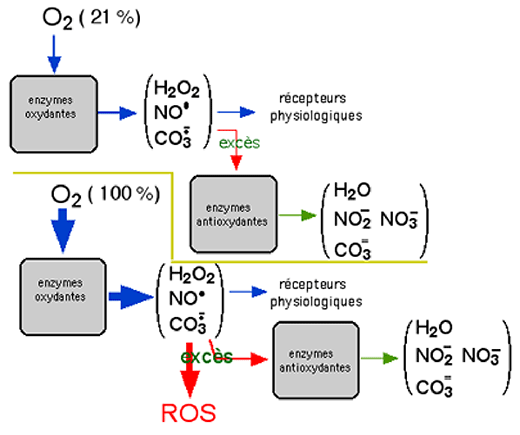 toxicité de l'hyperoxie