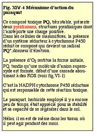 légende du mécanisme d'action du paraquat