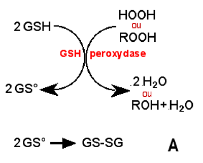 schéma d'action de la GSH peroxydase