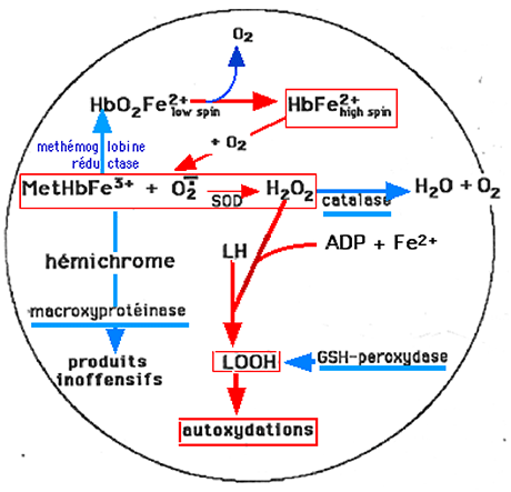 autoxydation de l'hémoglobine